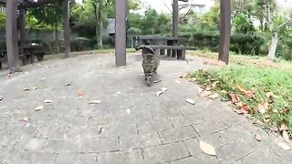 A cute striped cat climbs onto a person's lap and relaxes, meowing.