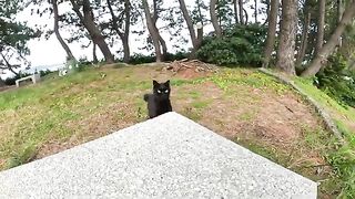 People massage cats on a bench on a hill