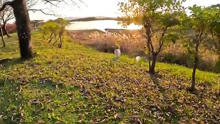 Two cats comfortably warm themselves at sunset in the recreation area