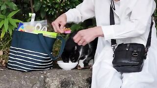 A mustachioed cat in a tuxedo receives food from a volunteer