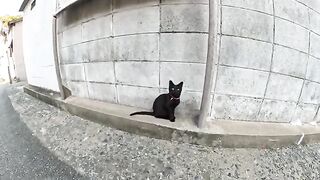 A black kitten with a cold goes home to rest