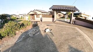 A black and white cat shows a man its belly and asks him to give it a massage.