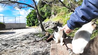 If you sit on a bench on Cat Island, you will be surrounded by cats.