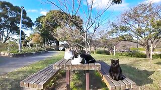 I nudged the cats that were sleeping on a table in the park.