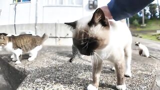 I went to a Siamese cat gathering behind the post office on Cat Island.