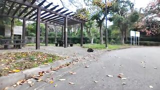 A cat in the park, when I see her face, she climbs onto the table to get mofu.