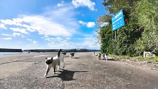 Walking around the port town on Cat Island is fun as lots of cats gather around.