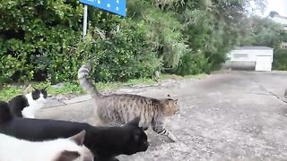 When I took a walk to the breakwater on Cat Island, all the cats gathered around and it looked like a parade of cat feudal lords.