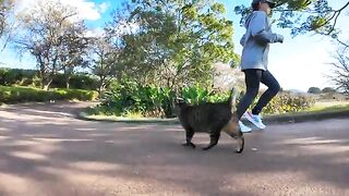 A cat in the park walks with his head down to scare his friend who is walking far away.