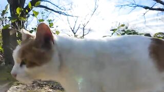 A cat in the park tried to go to the usual gazebo, but stopped because there was a dog.