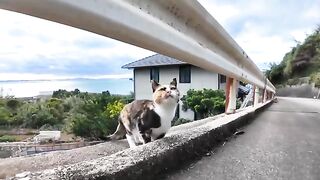 When I was walking on a mountain road, more and more cats came out from the side of the road and everyone followed me.