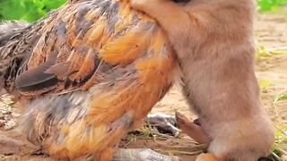 Friendship / puppy and chicken , Happy birthday my soul#Friendship #PuppyLovers #ChickenAdventures