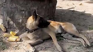 पंखा_है_ही_नही_अजब_की_लड़की_????????__#shorts_#ytshorts_#dog(480p