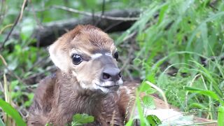 Baby Antelope s First Steps.