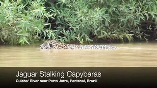 Jaguar Stalks and Kills Capybara.