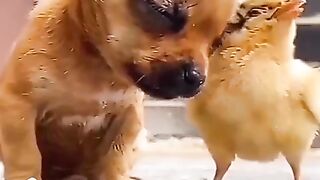 Chicken Taking Care of Sleeping Dog