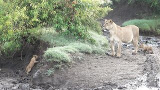 Tiny lion cub is afraid.