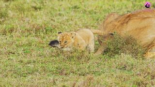 Naughty Lion Cubs.