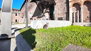 The castle cat gets petted and freezes