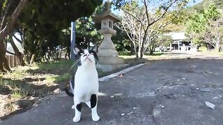 The cute cat with hachiware at the shrine on Nekojima