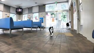 I was sitting on a bench at the ferry ticket office when a cat walked up to me and sat down next to me.