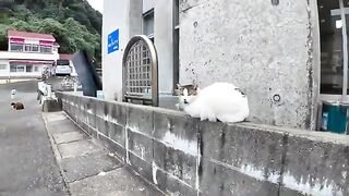 The cat at the ferry terminal is too cute