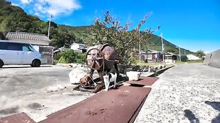 The black and white cat I met on Cat Island now follows me when I pet it.