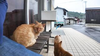 While I was walking around Cat Island, it started to rain, so I took shelter with my cat under the eaves.