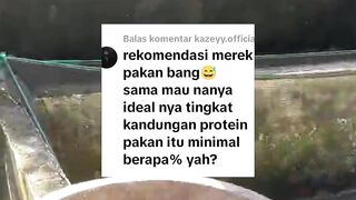 Rekomendasi pakan agar ikan lele cepat besar