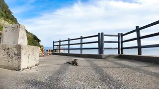 The cat that protects the shrine at the farthest end of Cat Island's cat residential area is happy to have its throat stroked