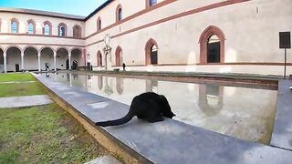 The castle courtyard's caretaker cat conducts strict water quality checks every day.