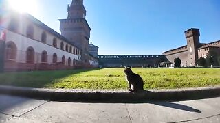 I was petting a cat standing in the castle courtyard.