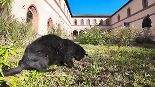 The keeper of the castle courtyard is a black cat.