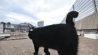 A cute black cat at the fishing port comes up to be petted on the breakwater