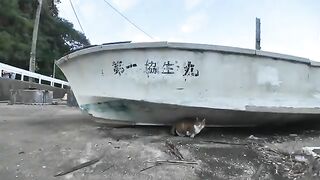 The cat under the boat at the fishing port is so cute that it rolls around when you pet it.