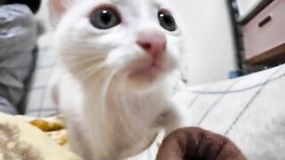 A white cat who is curious about the camera