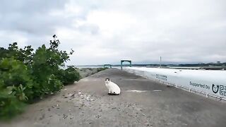 The cat on the breakwater is so cute that it responds when you pet it.