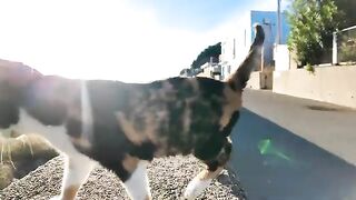 It's fun to sit on the breakwater on Cat Island and have a cat jump next to you.