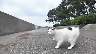 Two cats fighting over a piece of fish