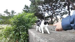 It's so cute to see the kitten brothers playing on the beach