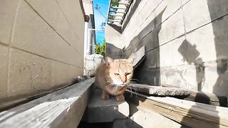 A quarrel between the cat in the gutter and the cat above