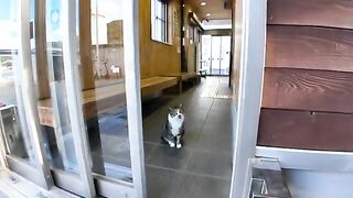 When you go to the ferry terminal on Cat Island, you will be relieved to see friendly cats.