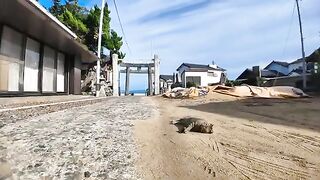 A cat on the approach to a shrine who can't resist sucking his fingers when he taps his hips