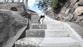 When I went up the stairs of the shrine, a cat came down from above.