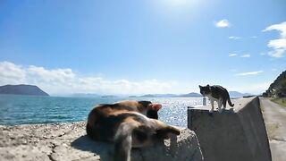 Cats on the breakwater of Cat Island are extremely friendly.