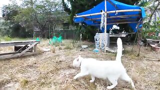 Pupils of Brown Tabby Cat Elementary School come to school