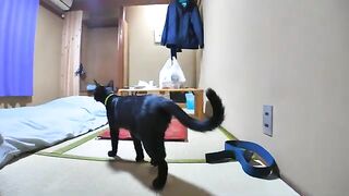 When I returned from the bath, a black cat had come to my room to play.