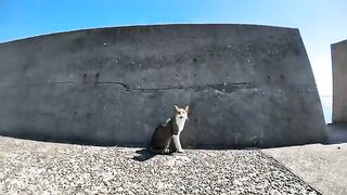 When I stroked the white pheasant cat on the breakwater, a calico cat also came after me.