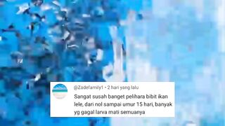 Sudah saya katakan bahwa PEMIJAHAN LELE itu tidak semudah PEMBESARAN LELE