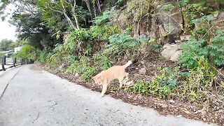 A cat comes out of the grass next to the road when someone passes by on the road along the coast.